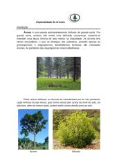 especialidade de árvores.docx